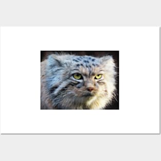 A Pallas's cat (manul) Posters and Art